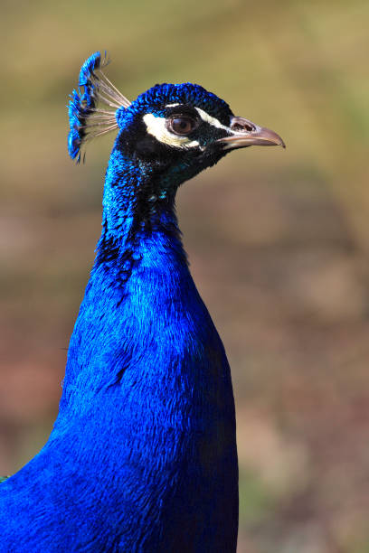 istock Single Indian Peafowl bird in a park 1069103880