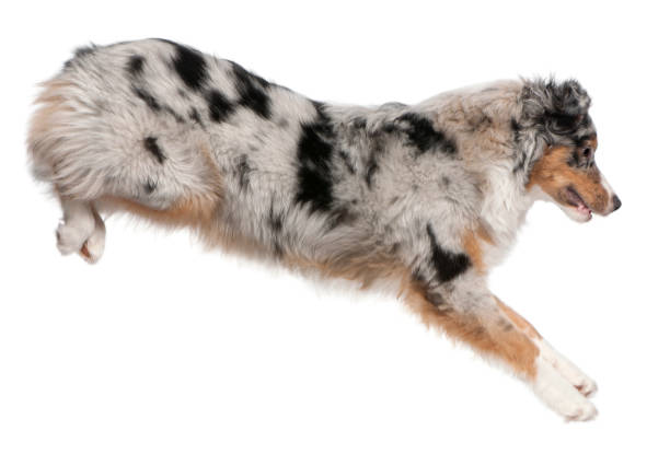 istock Australian Shepherd dog jumping, 7 months old, in front of white background 1069104084