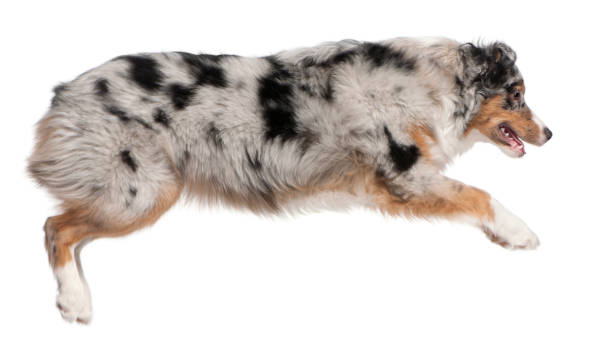 istock Australian Shepherd dog jumping, 7 months old, in front of white background 1069104088