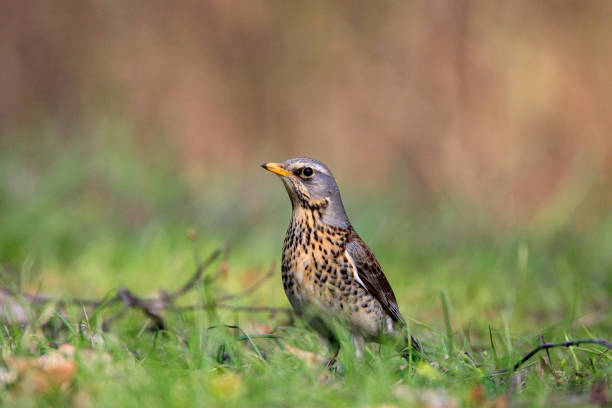 istock Single Fieldfare bird on grassy wetlands 1069104360