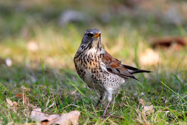 istock Single Fieldfare bird on grassy wetlands 1069104562