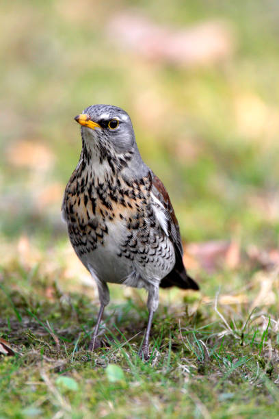 istock Single Fieldfare bird on grassy wetlands 1069104588