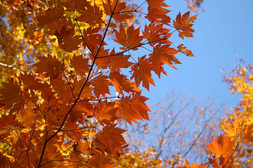 Close up of beautiful red and gold maple leaves against blue sky, Soft Focus, Wallpaper background