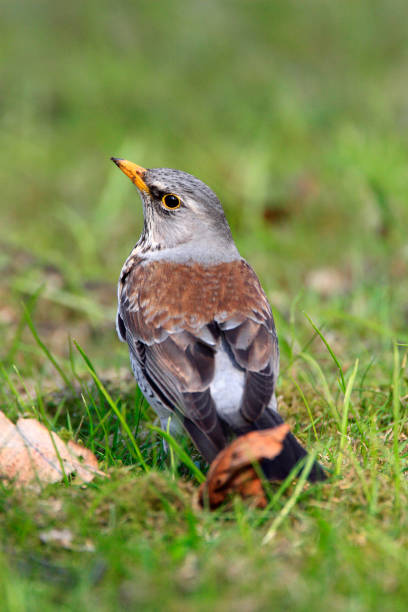 istock Single Fieldfare bird on grassy wetlands 1069104814