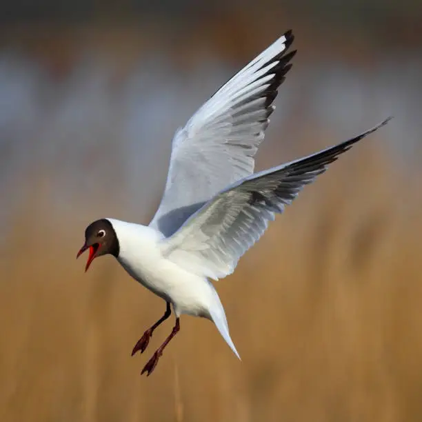 Single Laughing gull in flight among reed stems during a spring period in Biebrza river wetlands in Poland