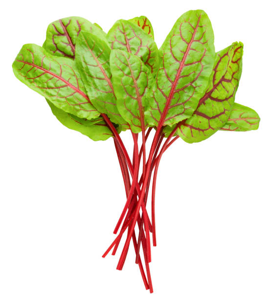 istock Red veined sorrel leaves on white background, clipping path, full depth of field 1069106256