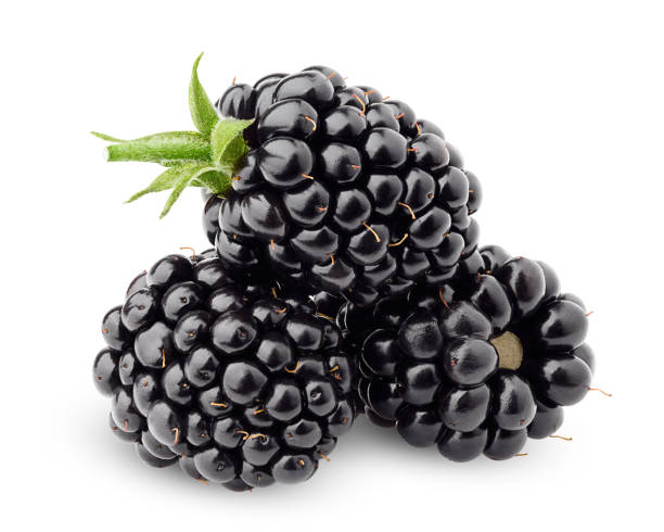 istock blackberry isolated on white background, clipping path, full depth of field 1069106312