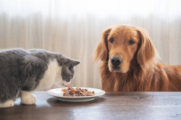 istock The Golden Hound watches the kitten eat. 1069106400