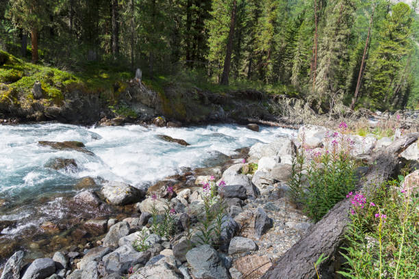 istock Altai Mountains. The Shawla River. Siberia, Russia. 1069107194