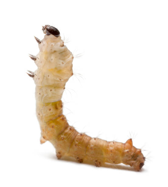 istock Silkworm larvae, Bombyx mori, against white background 1069107402