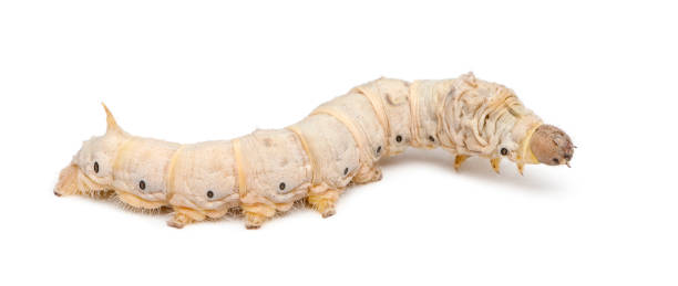 istock Silkworm larvae, Bombyx mori, against white background 1069107480