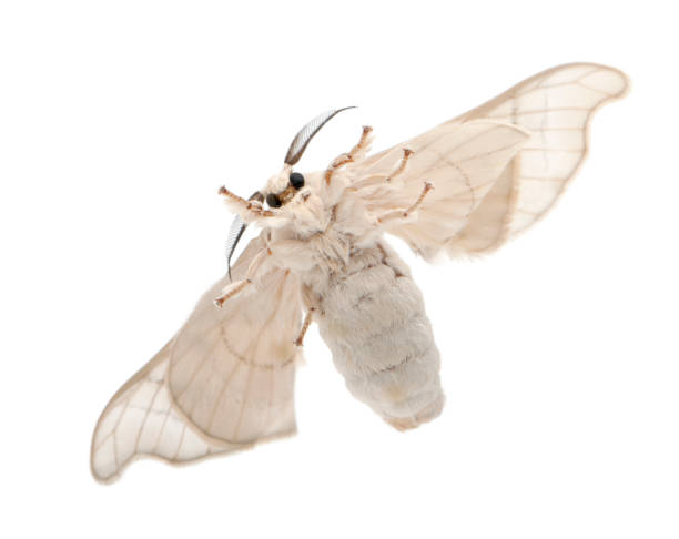 domestizierte silkmoth, bombyx mori, unterseite blick auf weißen hintergrund - silkworm stock-fotos und bilder