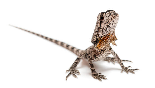 istock Frill-necked lizard also known as the frilled lizard, Chlamydosaurus kingii, in front of white background 1069107542