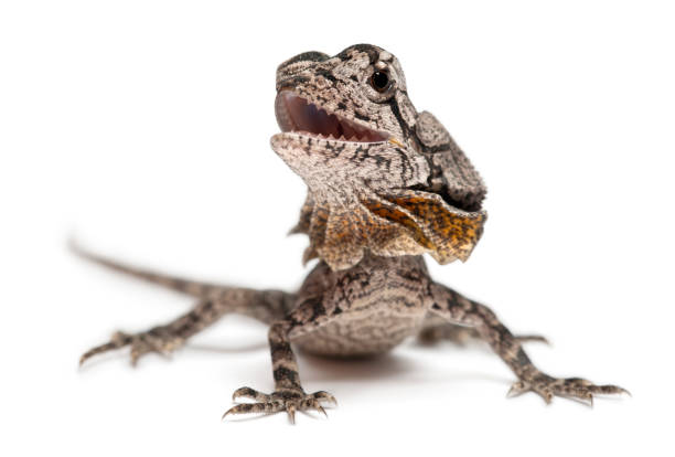 istock Frill-necked lizard also known as the frilled lizard, Chlamydosaurus kingii, in front of white background 1069107548