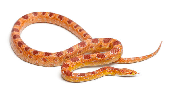 Okeetee albinos Corn Snake, Red Rat Snake,  Pantherophis guttatus, in front of white background Okeetee albinos Corn Snake, Red Rat Snake,  Pantherophis guttatus, in front of white background elaphe guttata guttata stock pictures, royalty-free photos & images