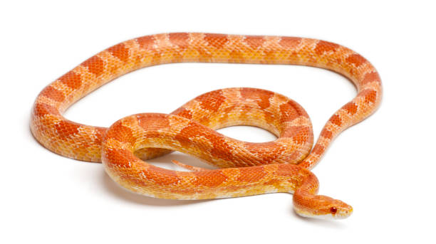 istock Okeetee albinos Corn Snake, Red Rat Snake,  Pantherophis guttatus, in front of white background 1069107576