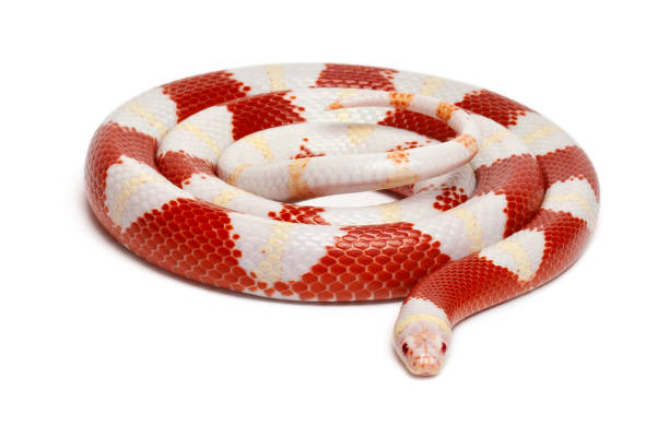 альбинос молоко змея или молочная змея, lampropeltis triangulum nelsoni, перед белым фоном - snake white curled up animal стоковые фото и изображения