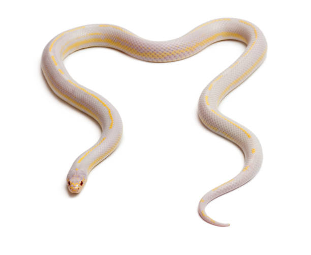 istock Albinos banana eastern kingsnake or common kingsnake, Lampropeltis getula californiae, in front of white background 1069108664