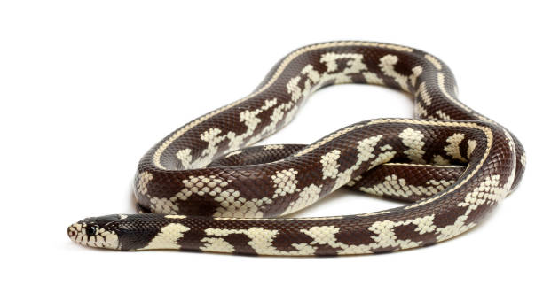 istock Abberant eastern kingsnake or common kingsnake, Lampropeltis getula californiae, in front of white background 1069108668