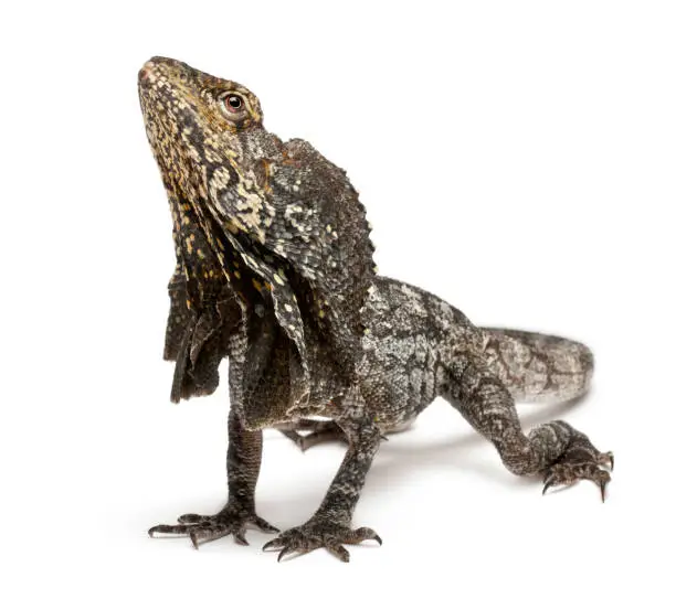 Frill-necked lizard also known as the frilled lizard, Chlamydosaurus kingii, in front of white background