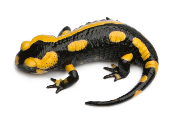 istock Fire salamander, Salamandra salamandra, in front of white background 1069108712
