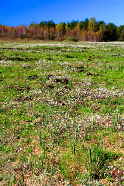 istock Panoramic view of grassy meadows with wildflowers over peat bog 1069108724