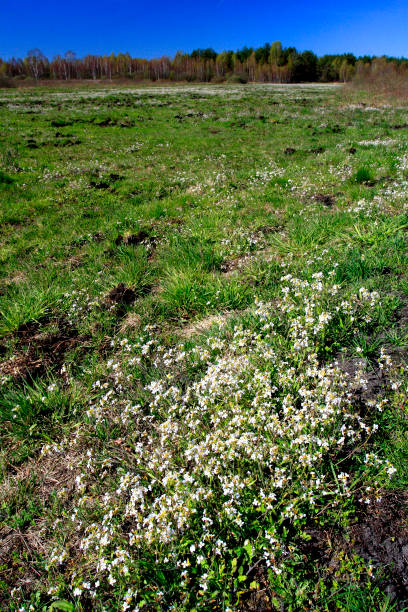 istock Panoramic view of grassy meadows with wildflowers over peat bog 1069108764