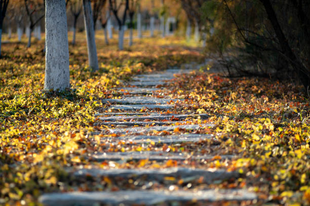 stone road through Autumn woodland