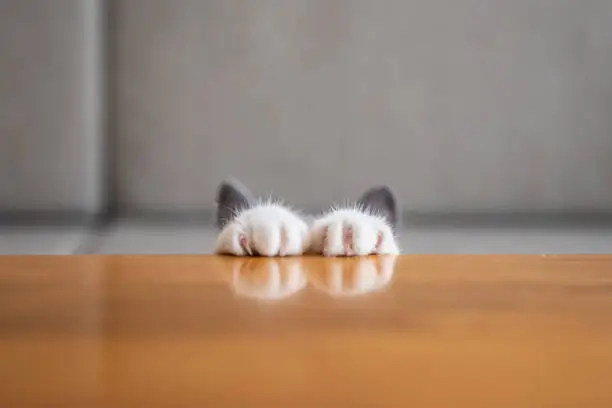The kitten's paws are on the table.