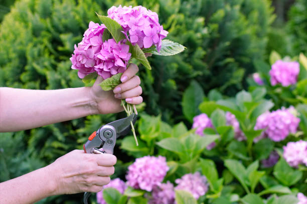 mujer es cortar un ramo de hortensias flores con podar - hortensia fotografías e imágenes de stock