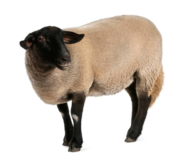 istock Female Suffolk sheep, Ovis aries, 2 years old, standing in front of white background 1069109408