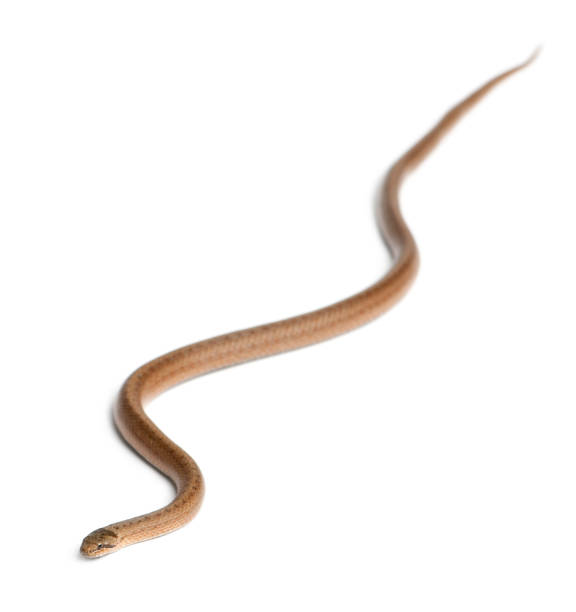 istock Smooth snake, Coronella austriaca, in front of white background 1069109422
