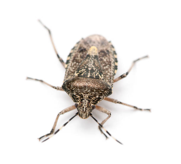 istock European stink bug, Rhaphigaster nebulosa, in front of white background 1069109446
