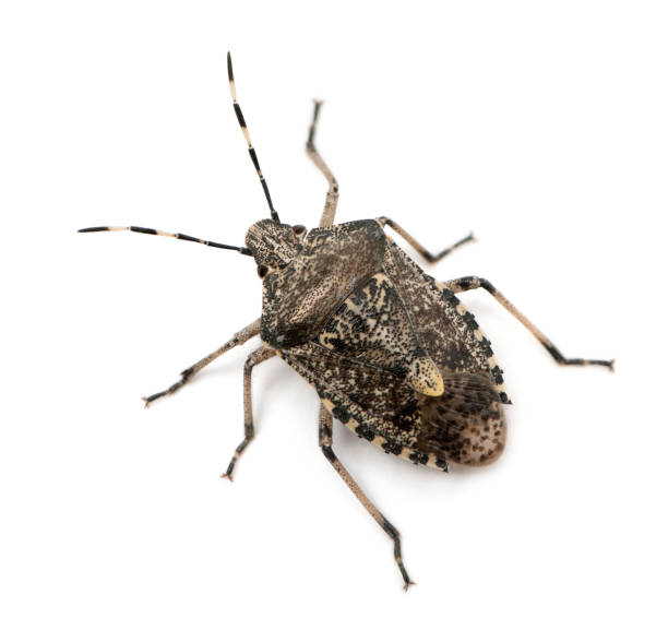 istock European stink bug, Rhaphigaster nebulosa, in front of white background 1069109450