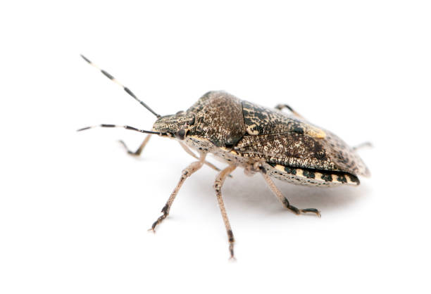 istock European stink bug, Rhaphigaster nebulosa, in front of white background 1069109454