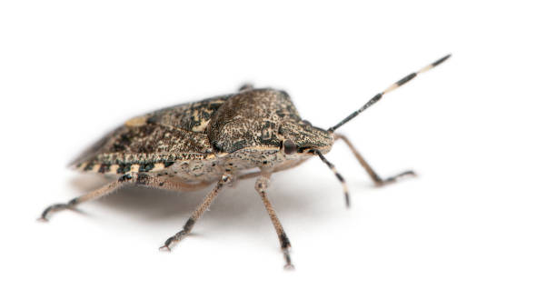istock European stink bug, Rhaphigaster nebulosa, in front of white background 1069109458