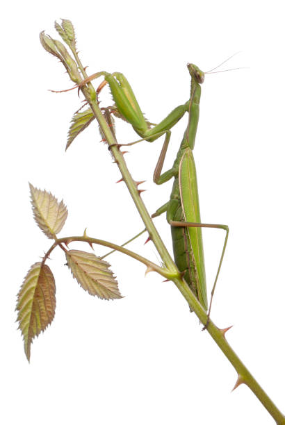 istock Female European Mantis or Praying Mantis, Mantis religiosa, on a bramble in front of white background 1069109662