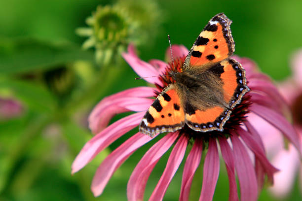 istock Single Small Tortoiseshell butterfly on a colorful garden flower 1069109684