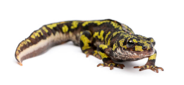 istock Marbled Newt - Triturus marmoratus 1069109772