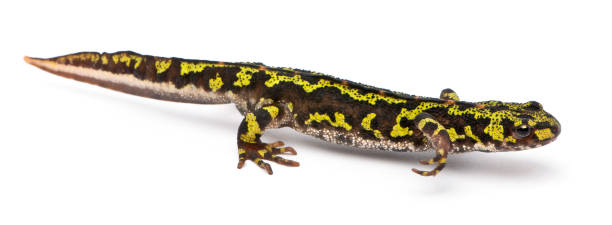 istock Marbled Newt - Triturus marmoratus 1069109786
