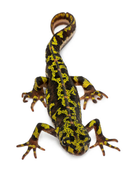 istock Marbled Newt - Triturus marmoratus 1069109804