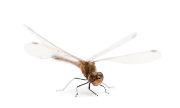 istock Large Red Damselfly - Pyrrhosoma nymphula 1069109918
