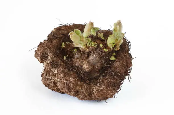 Tuber of begonia with sprouts on white backgroun