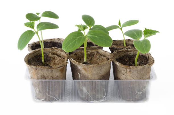 istock Seedlings of cucumbers in peat pots 1069111368