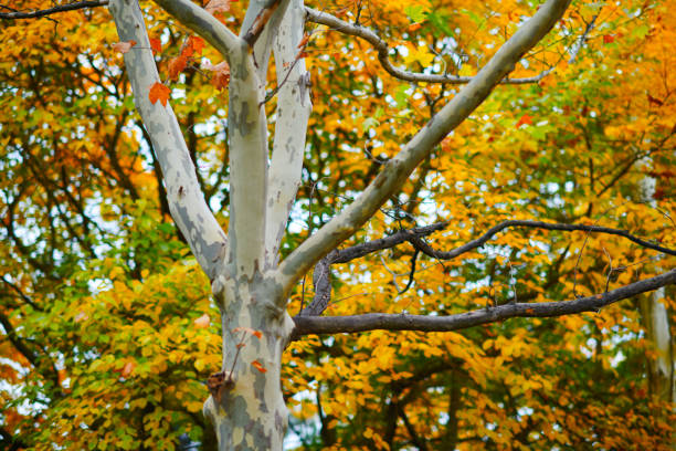 beautiful trees in the autumn season