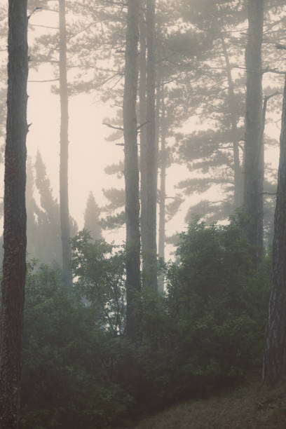 istock Autumn forest, firs on the fog, natural background 1069116262