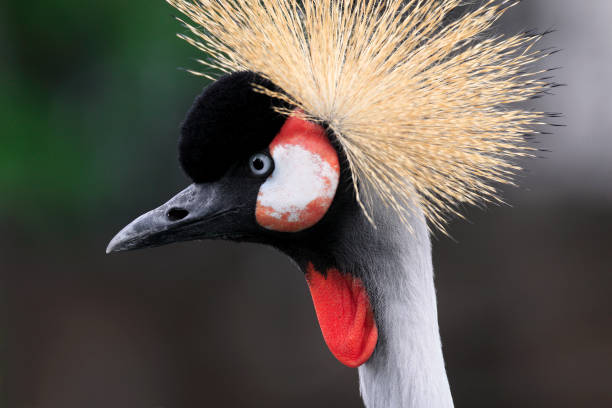 Single Grey Crowned Crane bird in zoological garden Closeup of a single Grey Crowned Crane bird in zoological garden afryka stock pictures, royalty-free photos & images