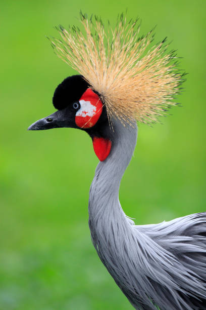 Single Grey Crowned Crane bird in zoological garden Closeup of a single Grey Crowned Crane bird in zoological garden afryka stock pictures, royalty-free photos & images