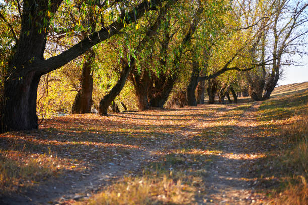 ground road and beautiful trees in the autumn forest,bright sunlight with shadows at sunset
