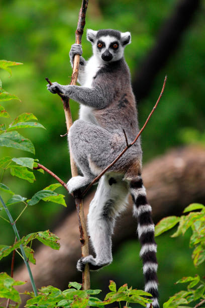 Single Lemur Katta - Ring-tailed Lemur in zoological garden